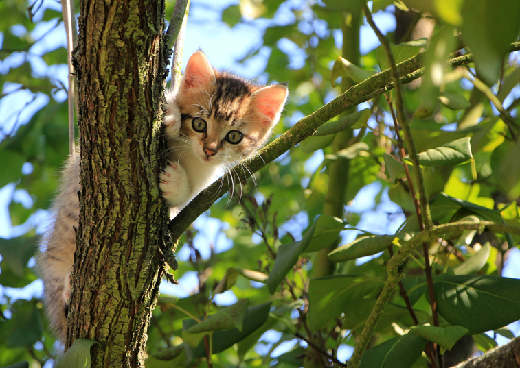 Why do cats like high places?