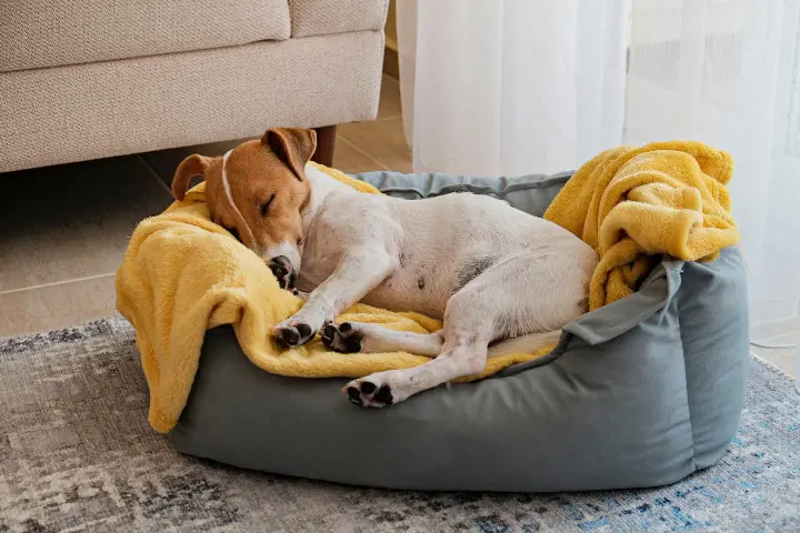 dog laying on a yellow blanket