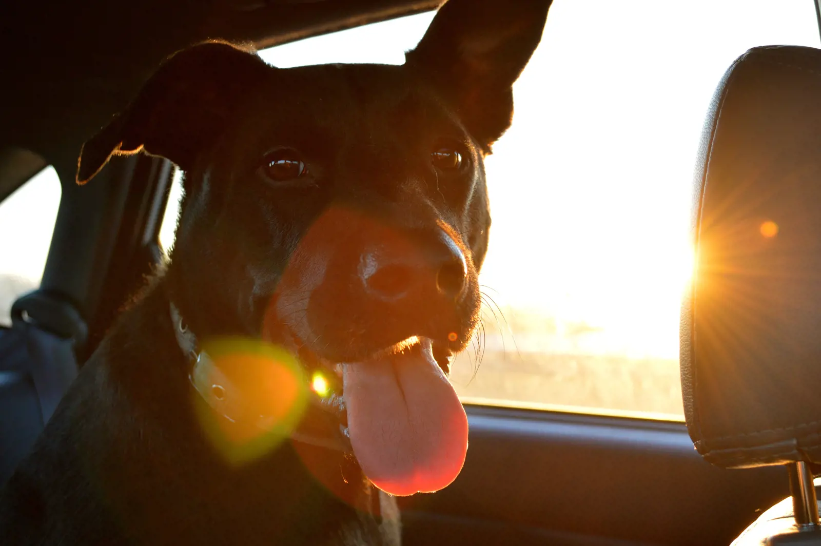 A dog in a car panting with the sun in the background