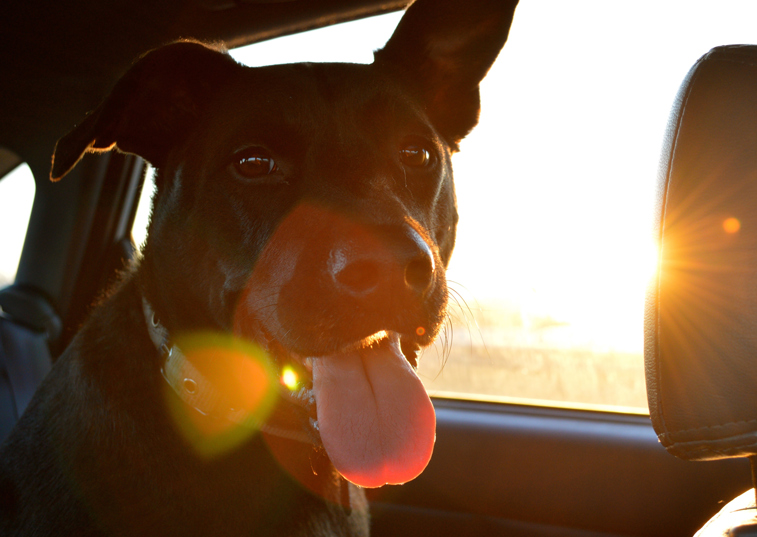 A dog in a car panting with the sun in the background