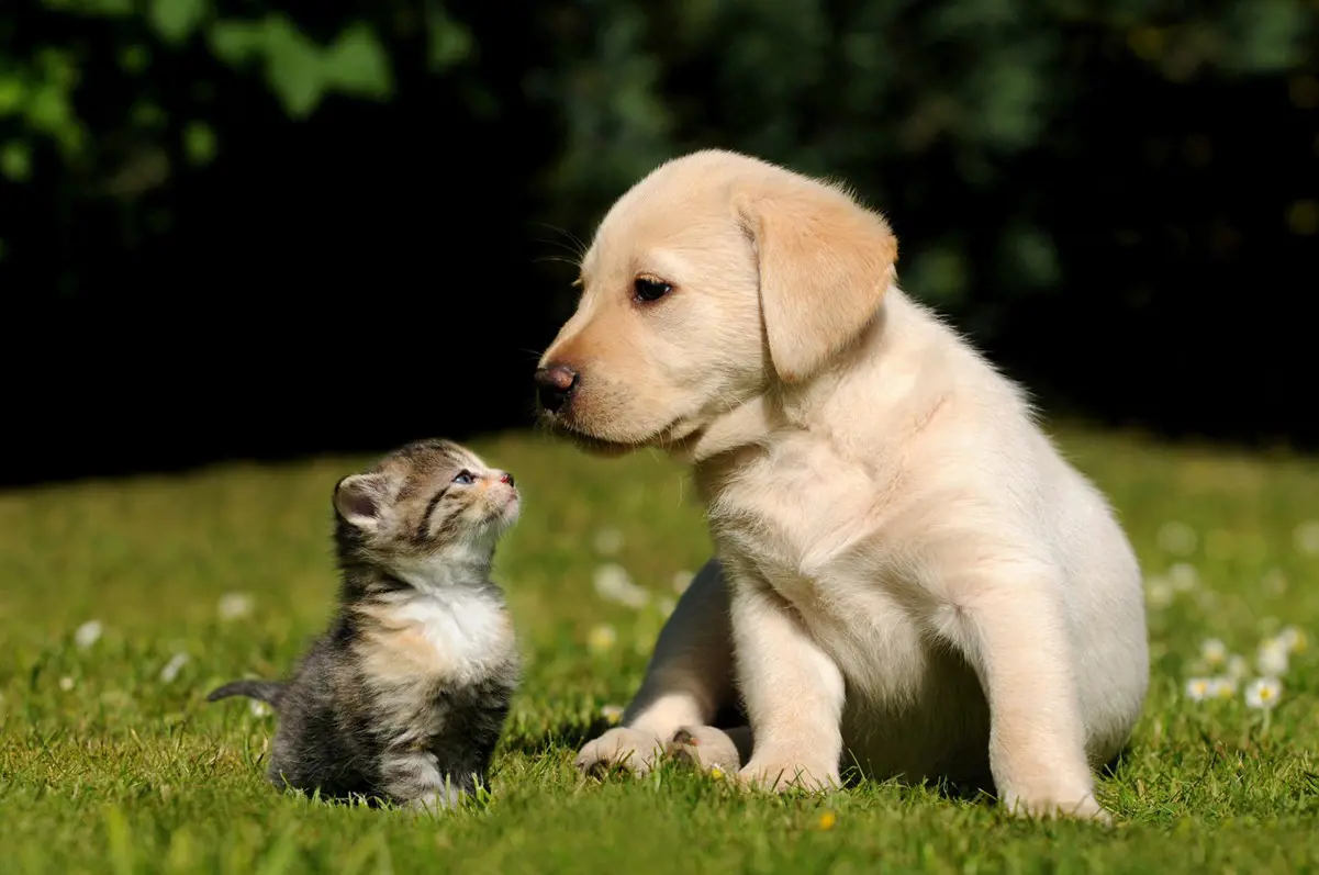 A puppy and a kitten sitting in a garden on a sunny day staring at each other 