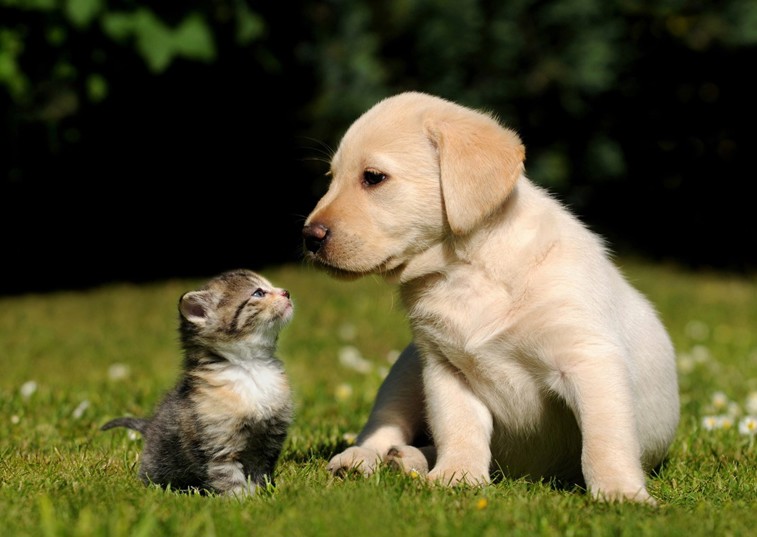 dog and cat sitting