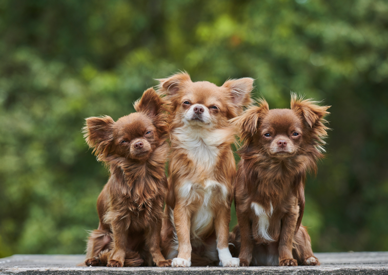 3 chihuahuas sat on the ground