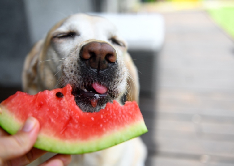 dog eating watermelon