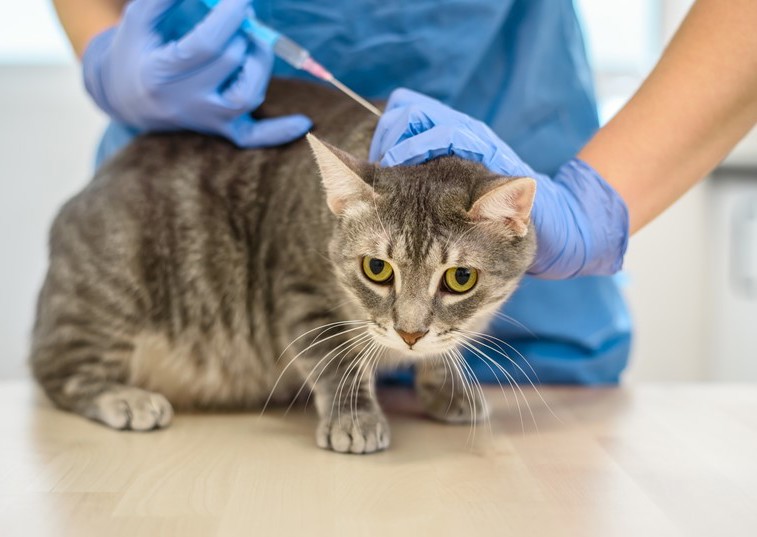 Pet Diabetes – Are you able to recognise the signs?