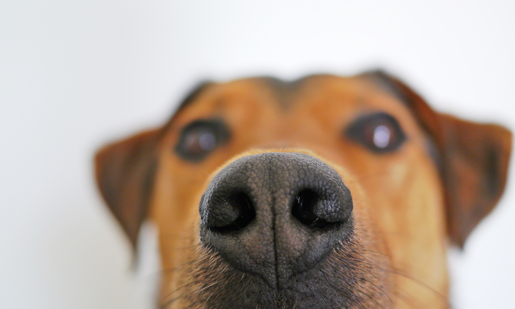 A close up of a dogs nose