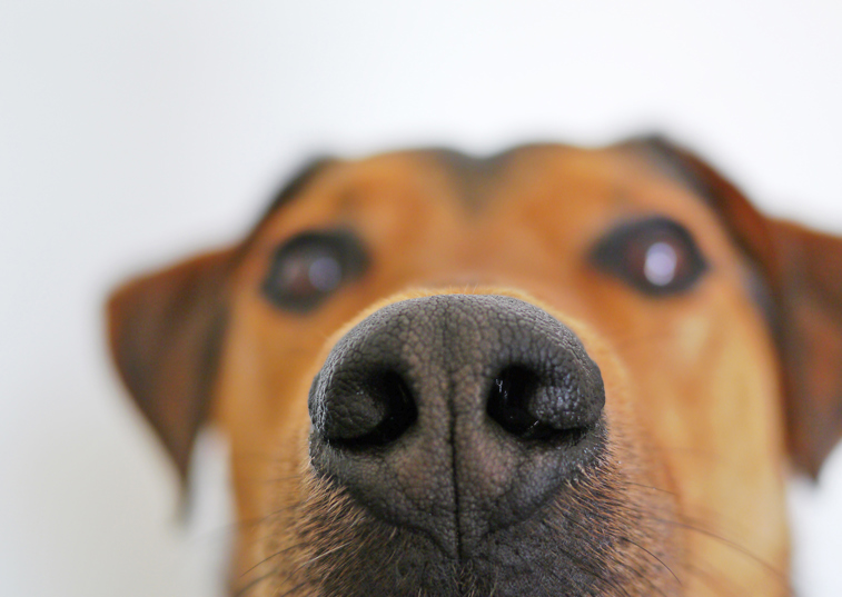 A dogs face up close with its nose in focus