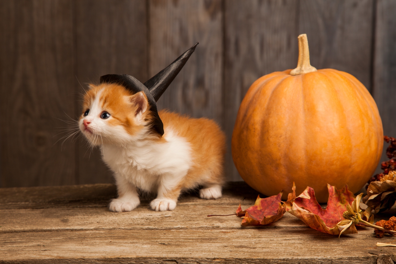 ginger kitten with witch hat on