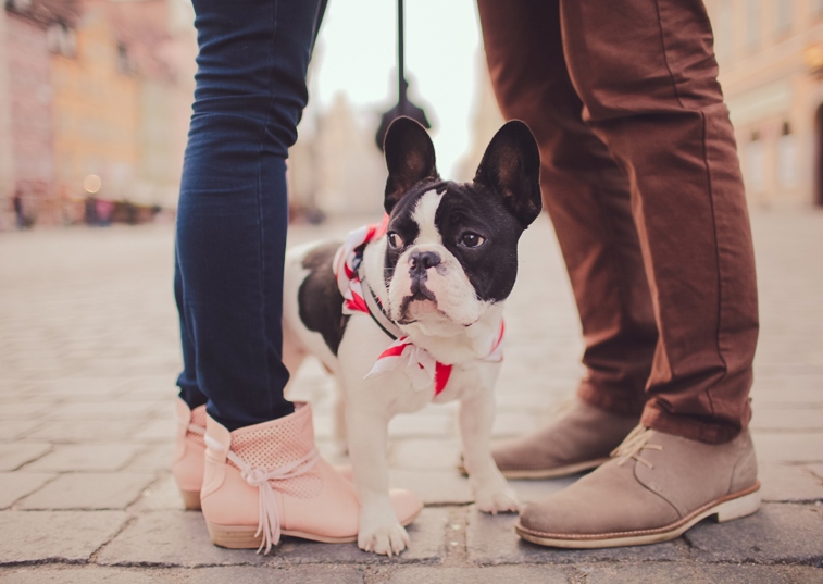 french bulldog in between couples legs