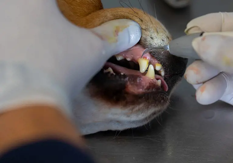 The ultimate guide to gingivitis in cats and dogs