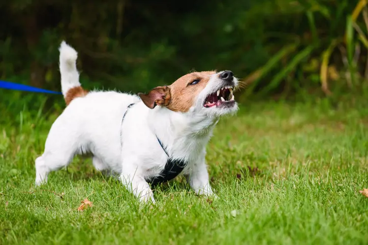 A dog on lead barking