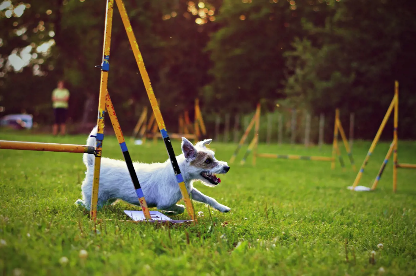 A small dog running round a training course