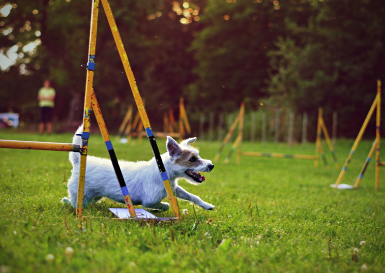 A small dog running round a training course