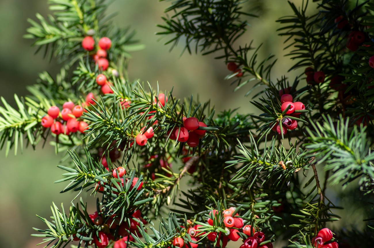 yew plant