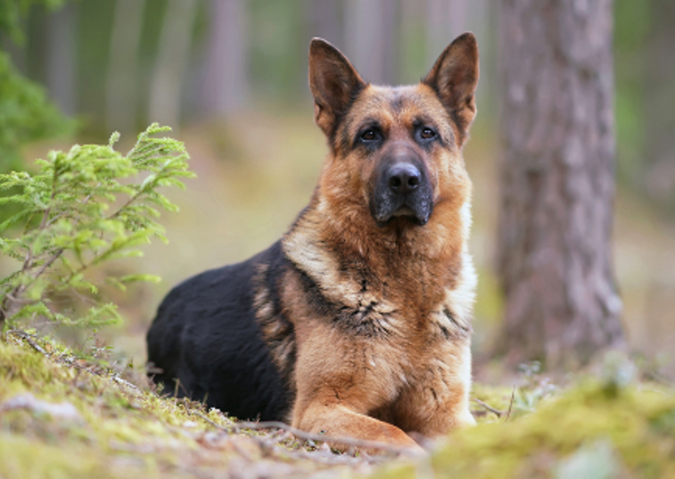 german shepherd laying on the grass