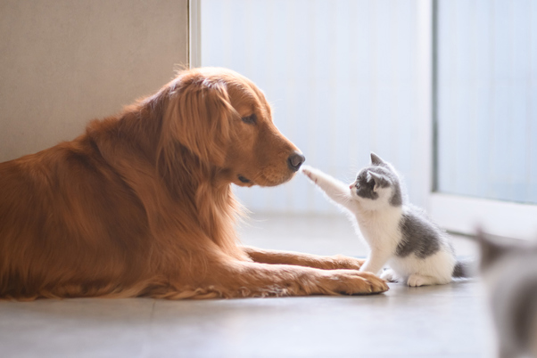 A kitten stretching out to touch the nose of a Golden Retriever