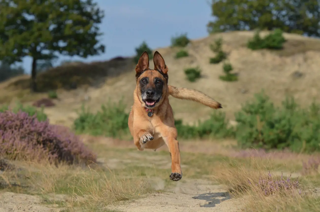 dog running