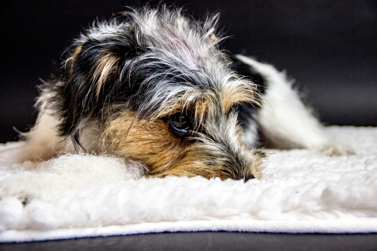 A sad looking dog laying on a blanket