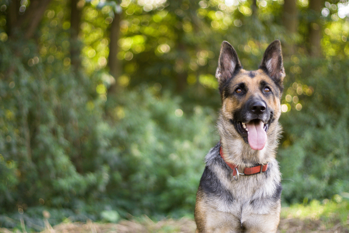 A German Shepherd sitting panting in-front of a forested area