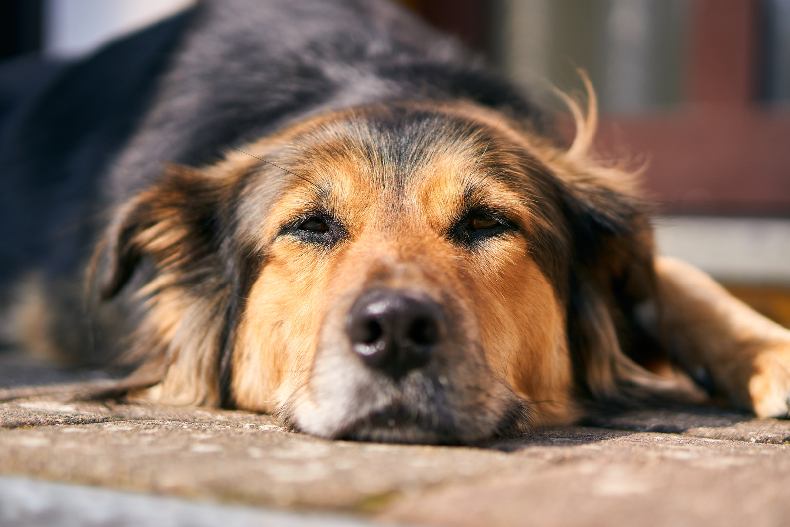 A dog laying down looking nervous