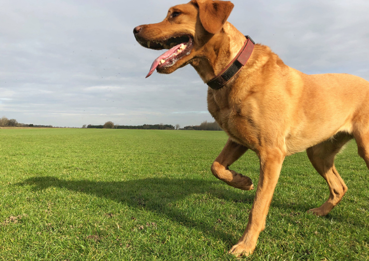 Dog with a raised knee