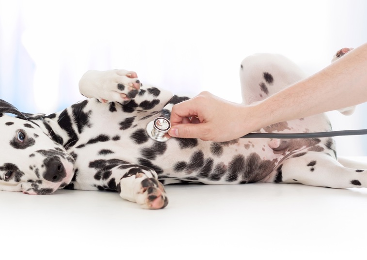 dalmatian having a stethoscope used on them 