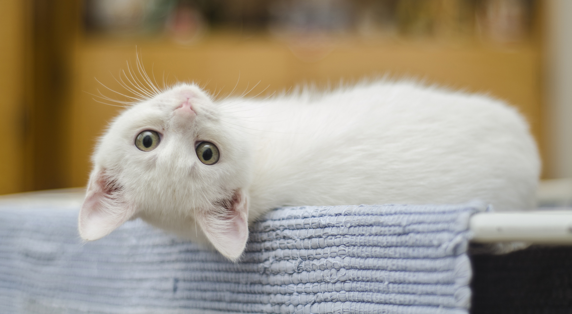 A kitten laying on its back on a table