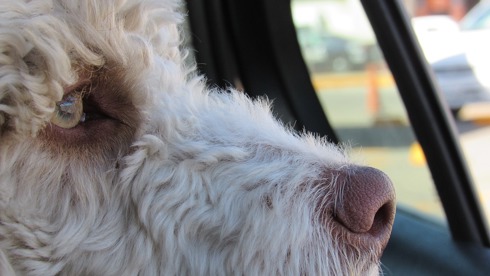 A dog locked in a hot car looking out the window