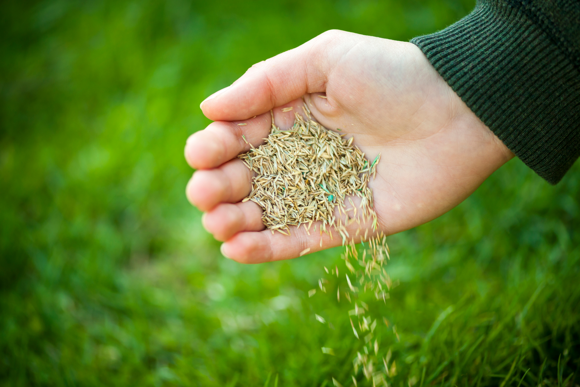 grass seeds in someones hand