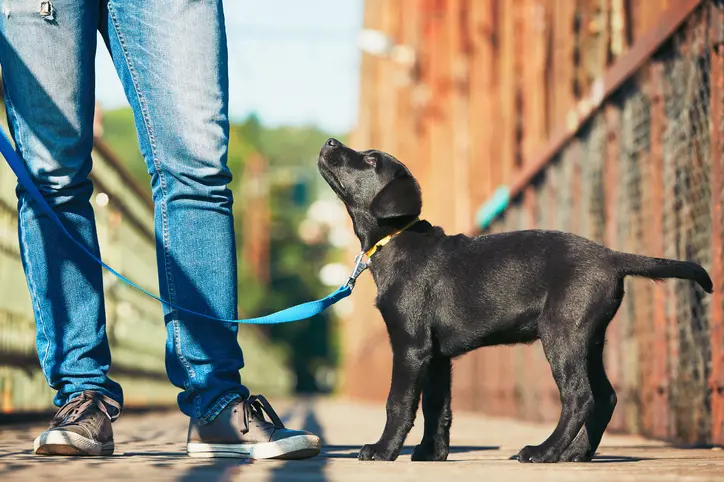 A puppy looking up at its owner while on a lead walking