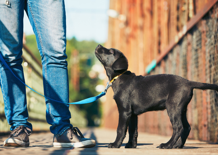 A puppy looking up at its owner while on a lead walking