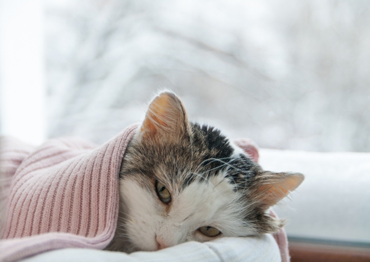 cat wrapped in a blanket