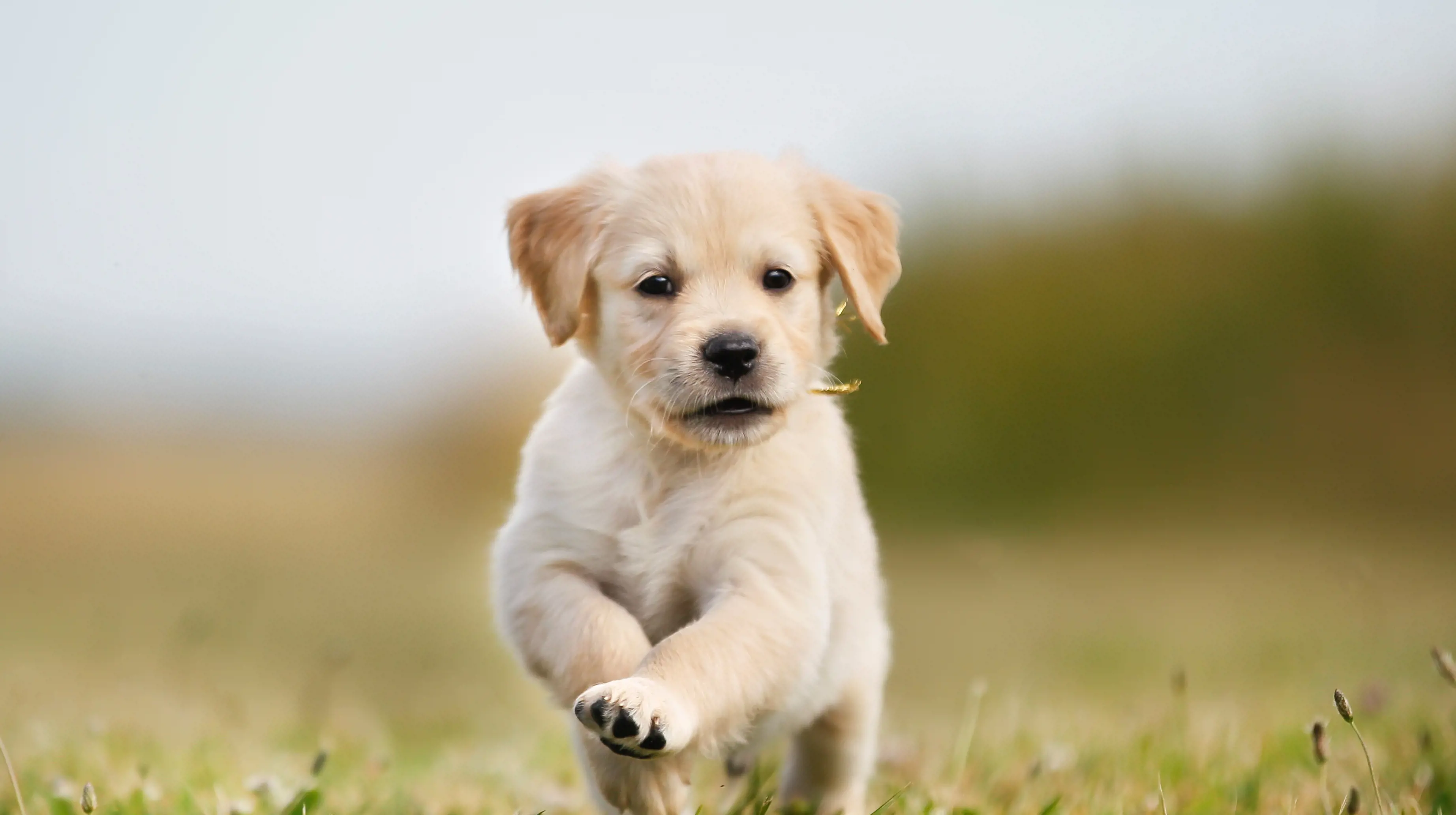 Woman and puppy