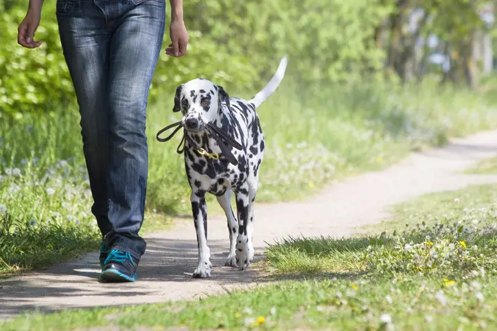 10 things every Dalmatian owner should know