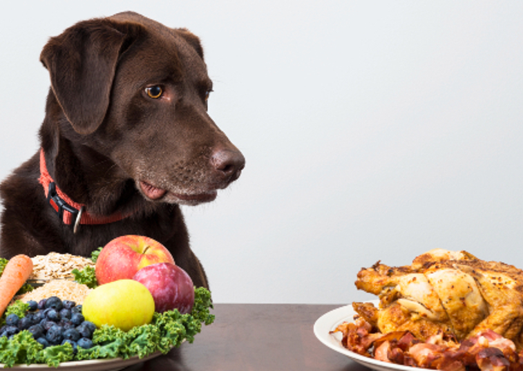 brown dog staring at a cooked chicken