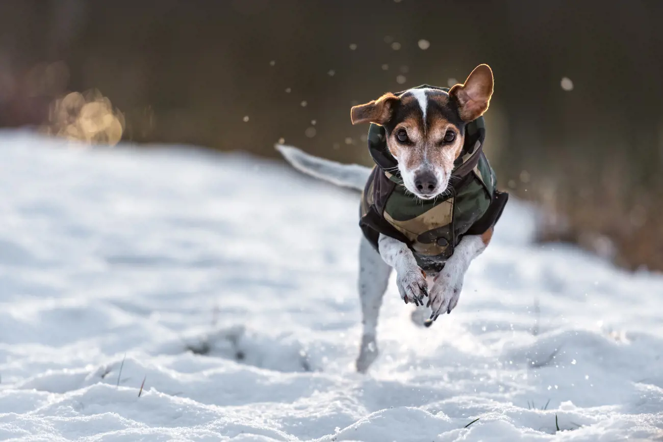 dog running in the snow