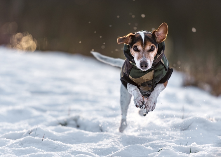 dog running in the snow