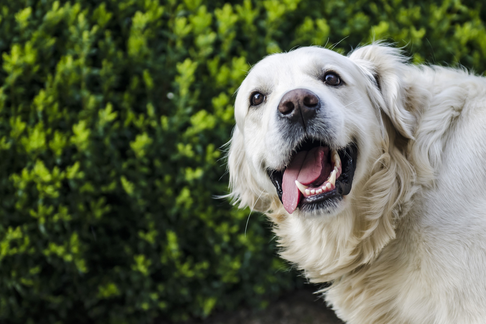 A happy looking golden retriever with its tongue hanging out