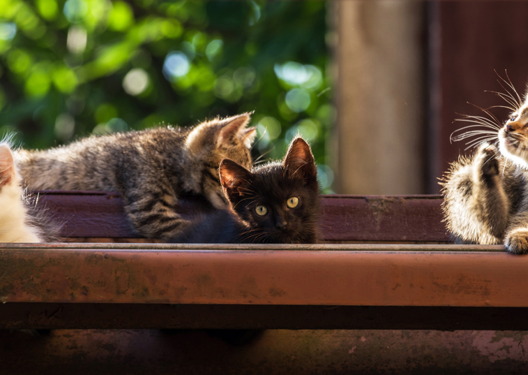 No such thing as 'crazy cat lady', study finds