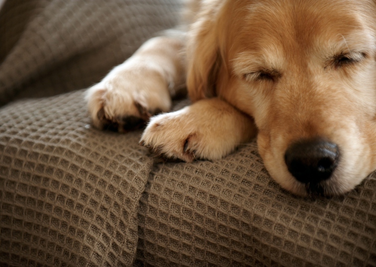 Should dogs eat from raised bowls?