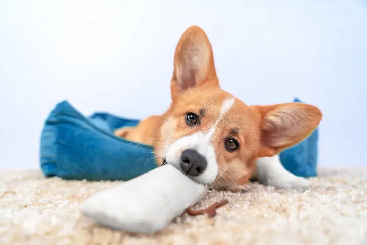 dog chewing on a pillow