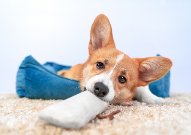 dog chewing on a pillow