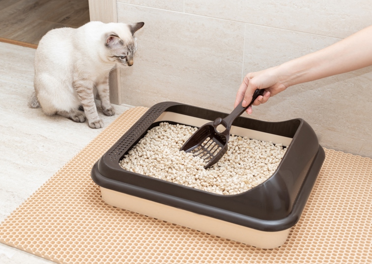 Cat litter tray 