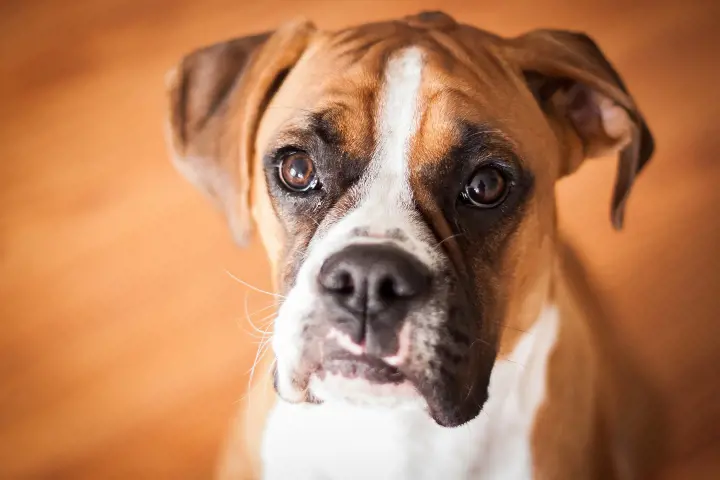 boxer dog peering up