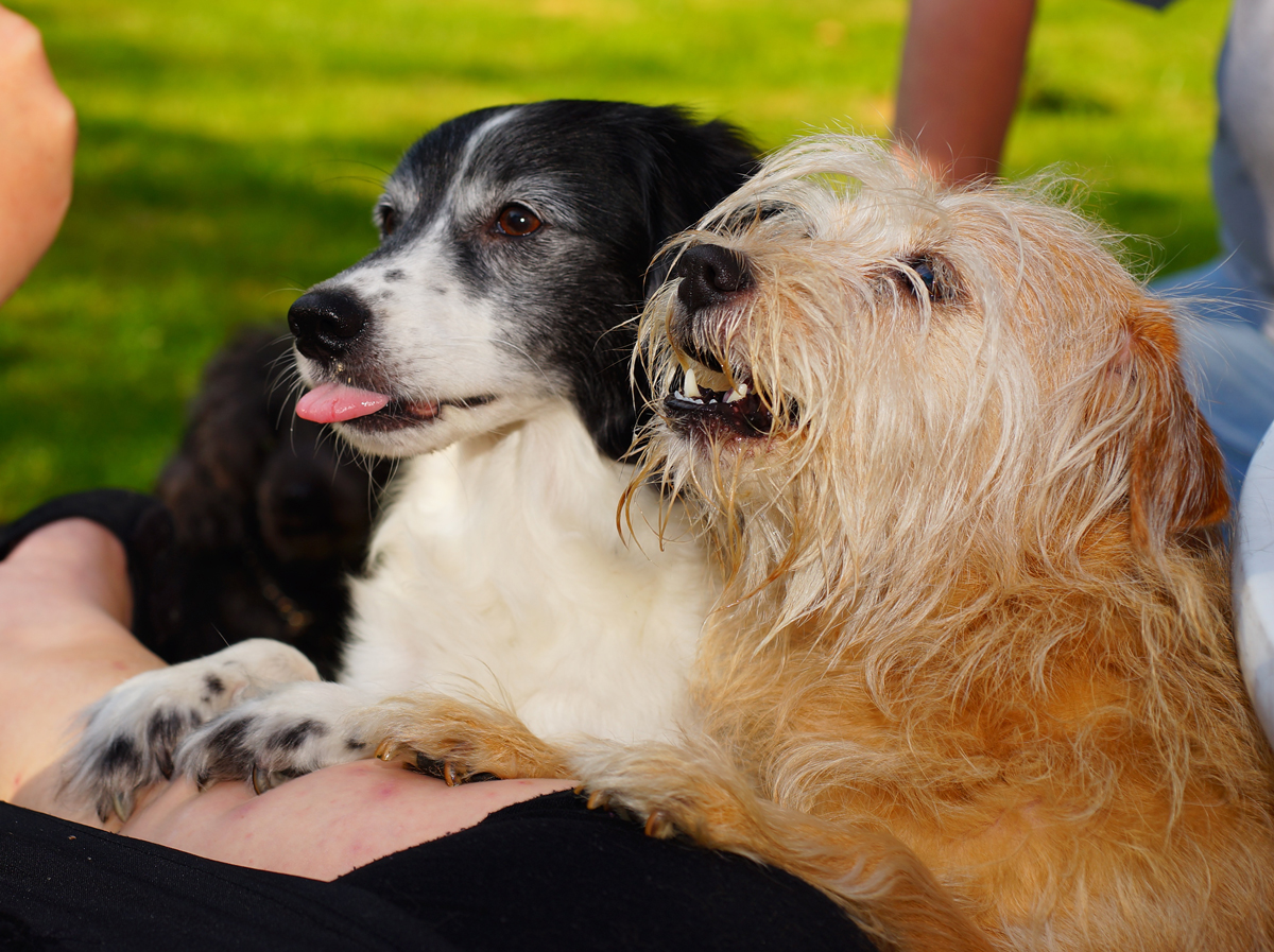 Two dogs leaning on their owners leg begging for treats