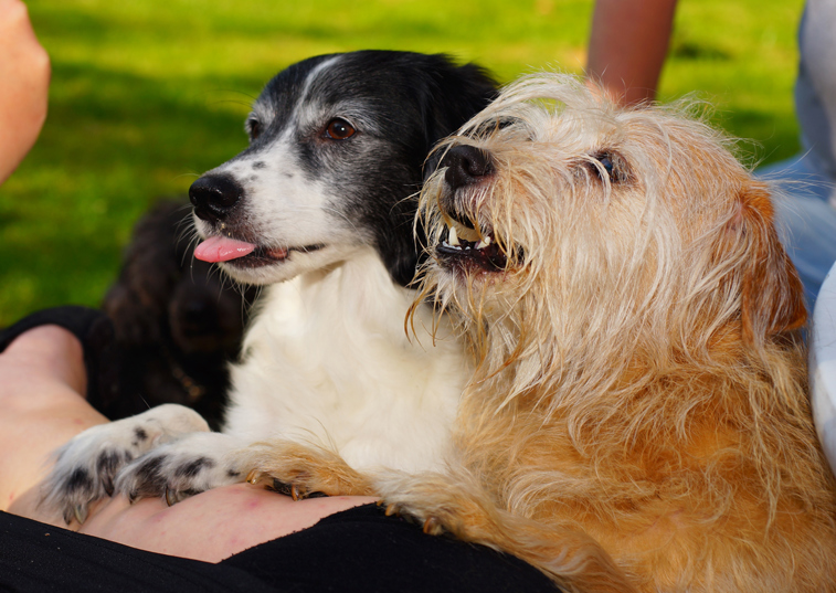 2 dogs looking up into the sky