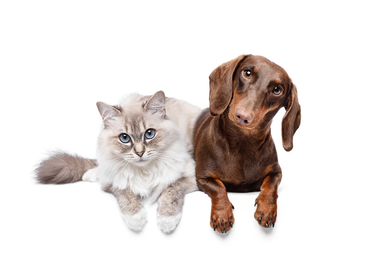 Cat and dog laying next to eachother