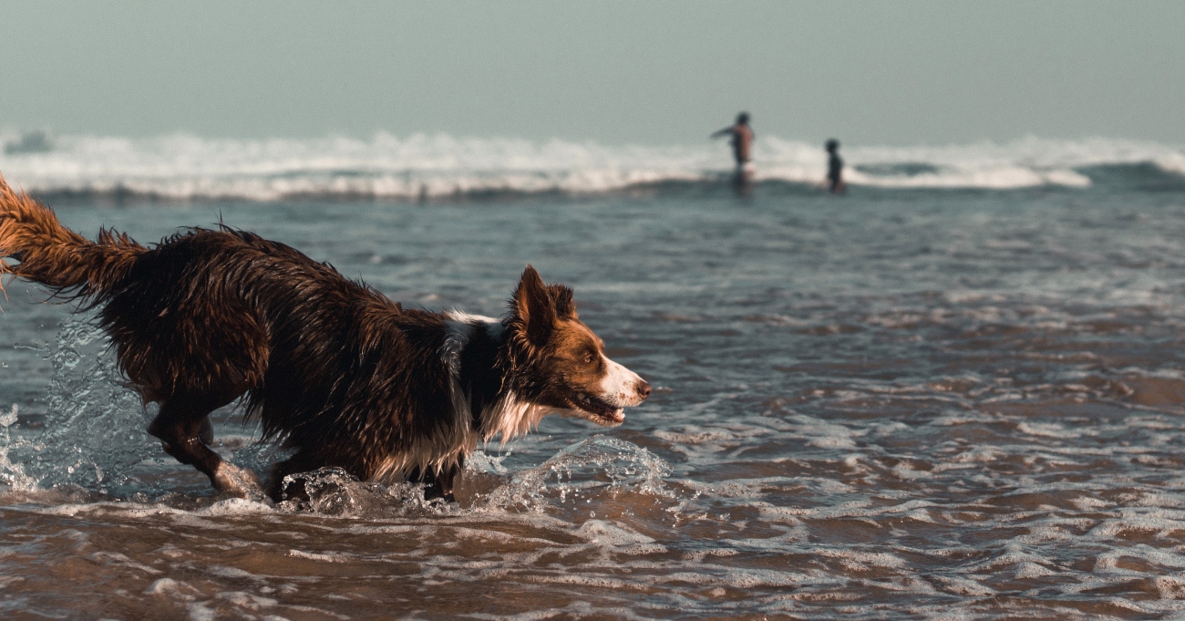 dog in sea