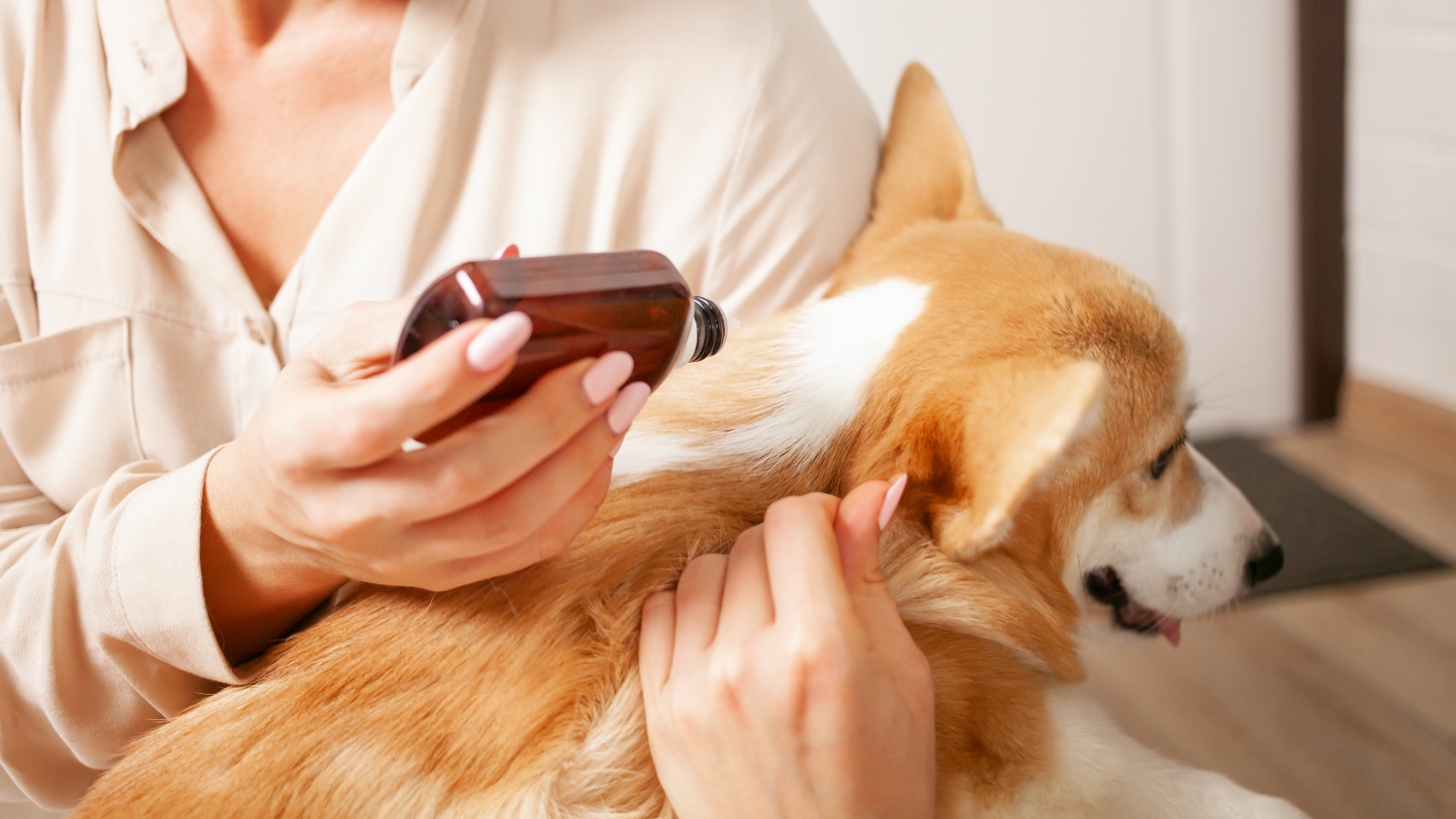 person putting medicine onto the dog