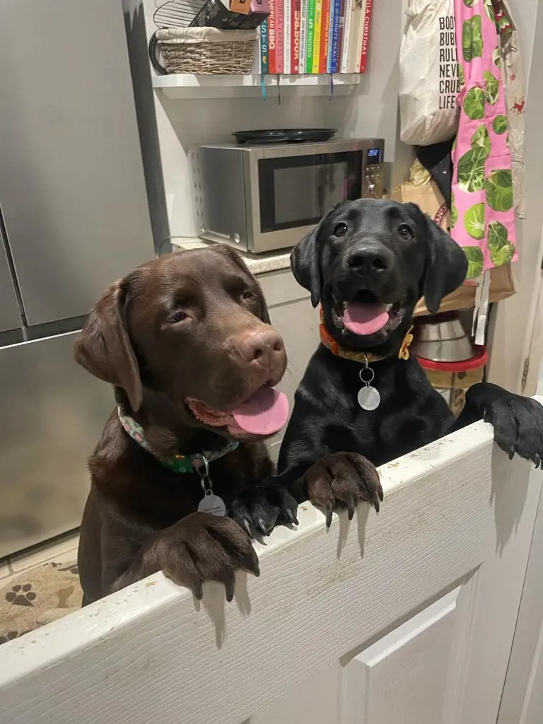 Happy Dogs